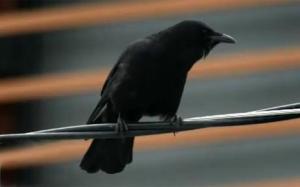 crow_1744749c